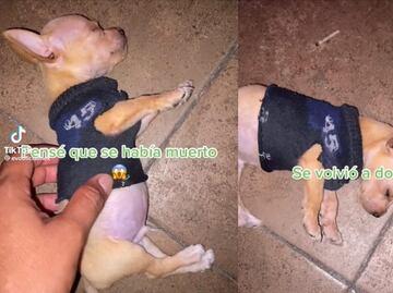 TikTok viral: Perrito actor se roba el corazón de los internautas