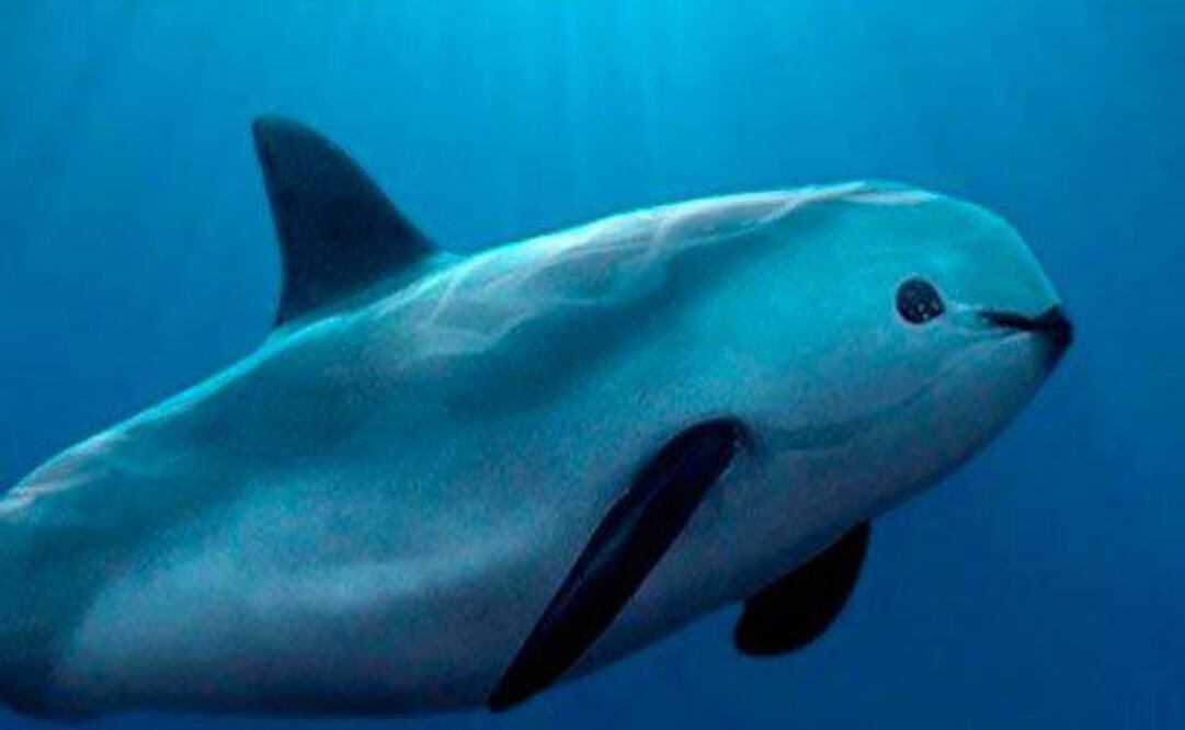 En los últimos cuatro años la vaquita marina pasó de estar en tendencia de disminución a mantener su número de ejemplares. Foto: Especial