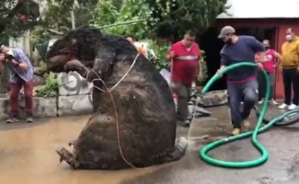 Encuentran botarga de rata gigante en la basura tras intensas lluvias en CDMX