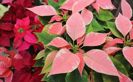 Comienza la temporada de venta de flor de nochebuena en Atlacomulco