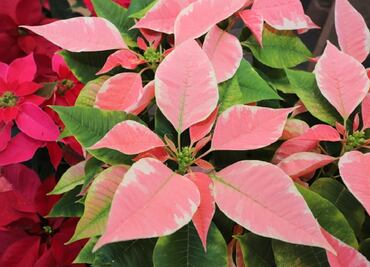 Comienza la temporada de venta de flor de nochebuena en Atlacomulco