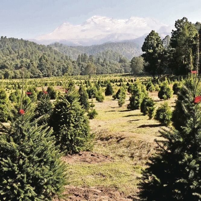 En un evento en el Parque Ecoturístico Bosque Esmeralda, en las faldas del volcán Iztaccíhuatl, Amecameca, el gobernador del Estado de México, Alfredo del Mazo, invitó a los mexiquenses a comprar un árbol de Navidad. (CORTESÍA)