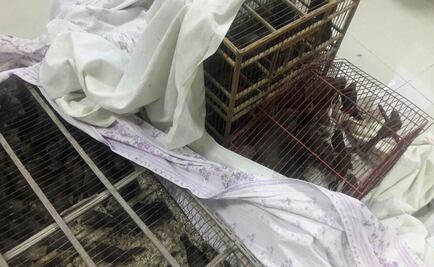 PF rescata en San Luis Potosí 300 aves en peligro de extinción
