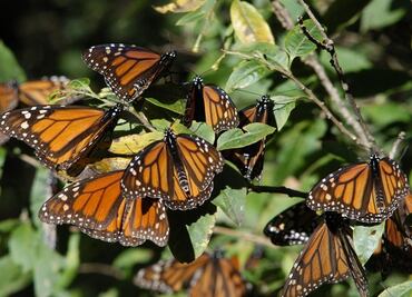 Aumenta presencia de mariposas monarca en bosques mexicanos