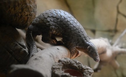 El pangolín, un animal muy codiciado y poco estudiado