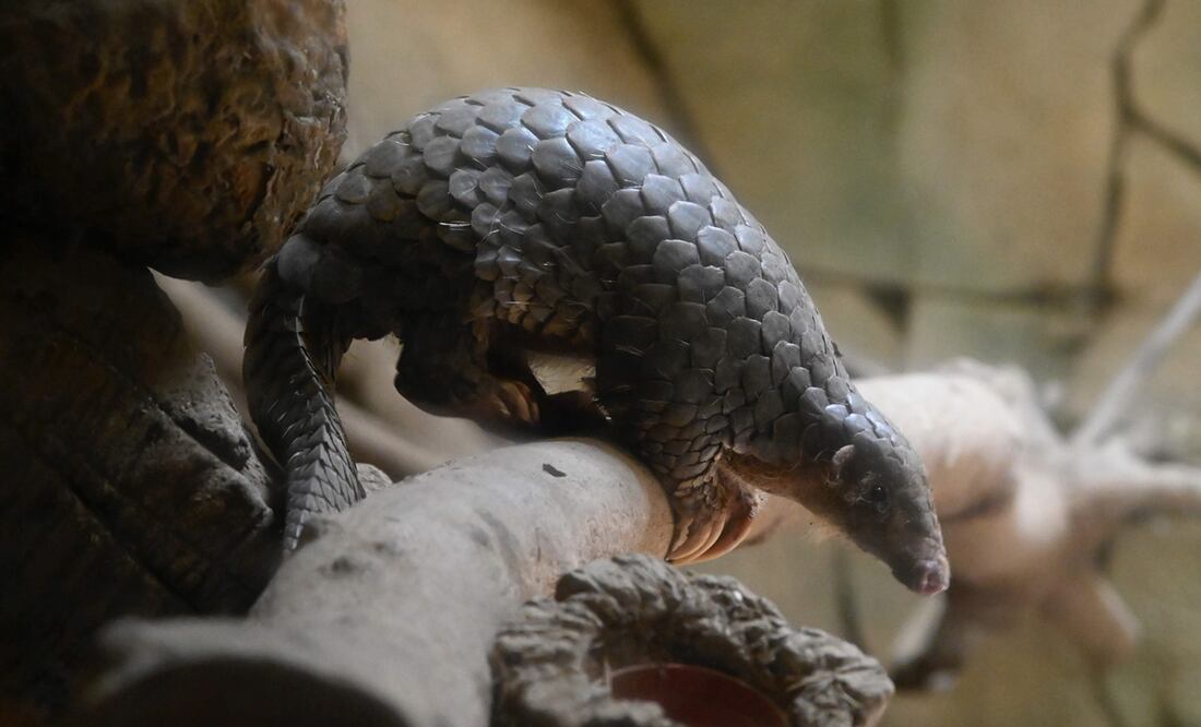 Foto: Sam Yeh / AFP, archivo