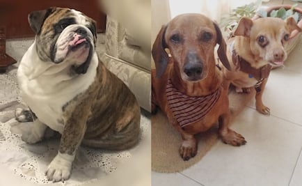 ¿Cuál es el nombre más popular entre los perros de México? 