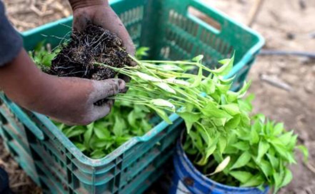 Atados a la miseria, niños jornaleros