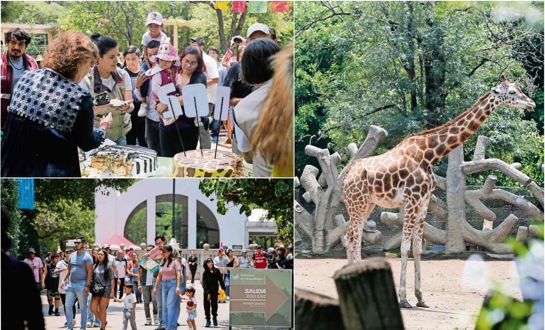 Los visitantes al zoológico tuvieron la oportunidad de celebrar el 102 aniversario de la colocación de la primera piedra y conocer a las especies que lo habitan. Fotos: Darío Luna / EL UNIVERSAL