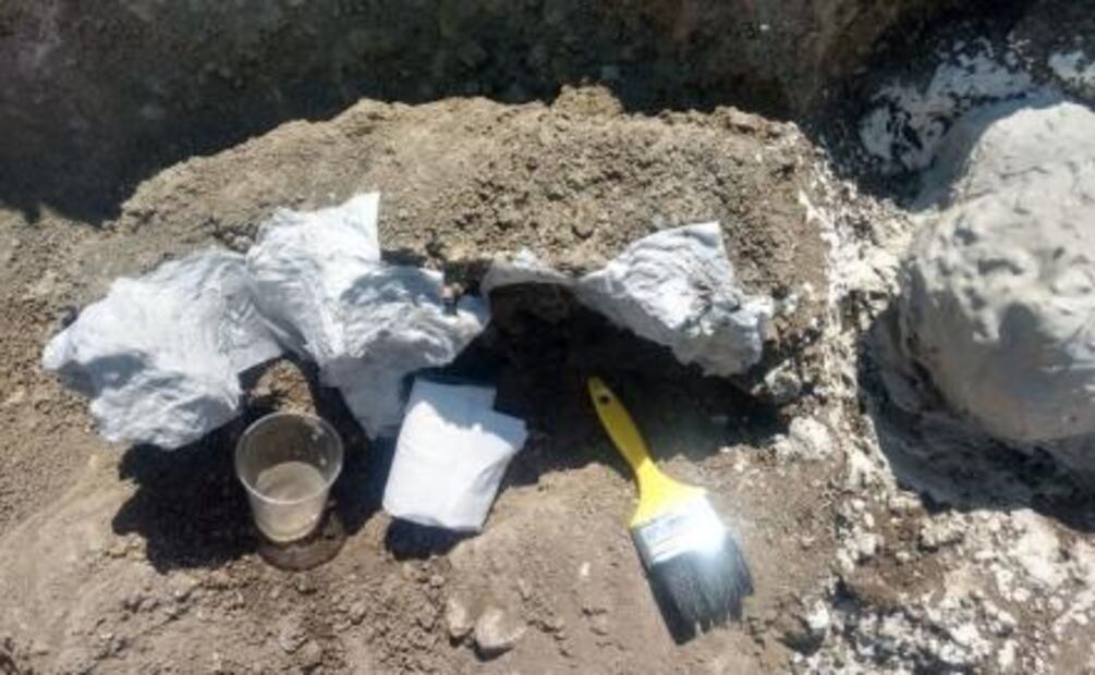 Hallan restos de "elefante" con más de 10 mil años de antigüedad en Oaxaca