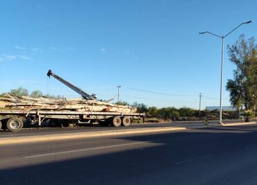 Martí Batres afirma que son permanentes los operativos contra tala ilegal