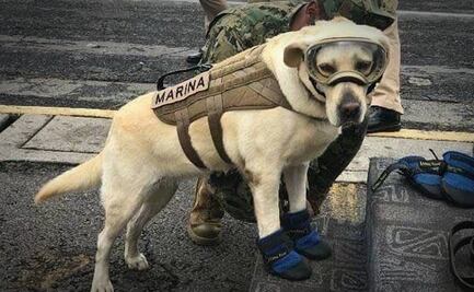 ¿De qué murió Frida, la perrita rescatista, y qué padecimientos tenía?