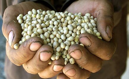 Mexico's top court blocks move to plant genetically modified soya 