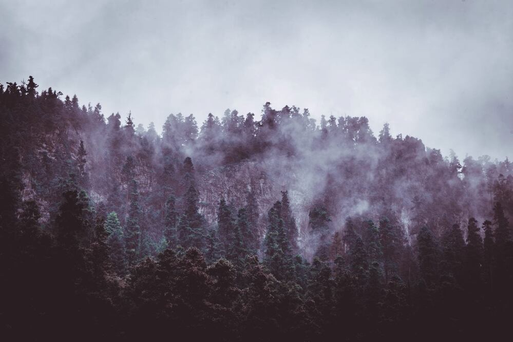 Noctambulante se llevará a cabo en el Parque Nacional Los Dinamos. Foto: Alfonso Navarro / Unsplash