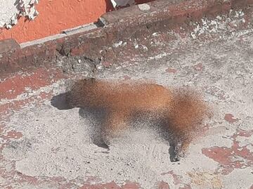 Lomito en los huesos: Piden ayuda para rescatar a perrita maltratada en Buenavista, alcaldía Cuauhtémoc