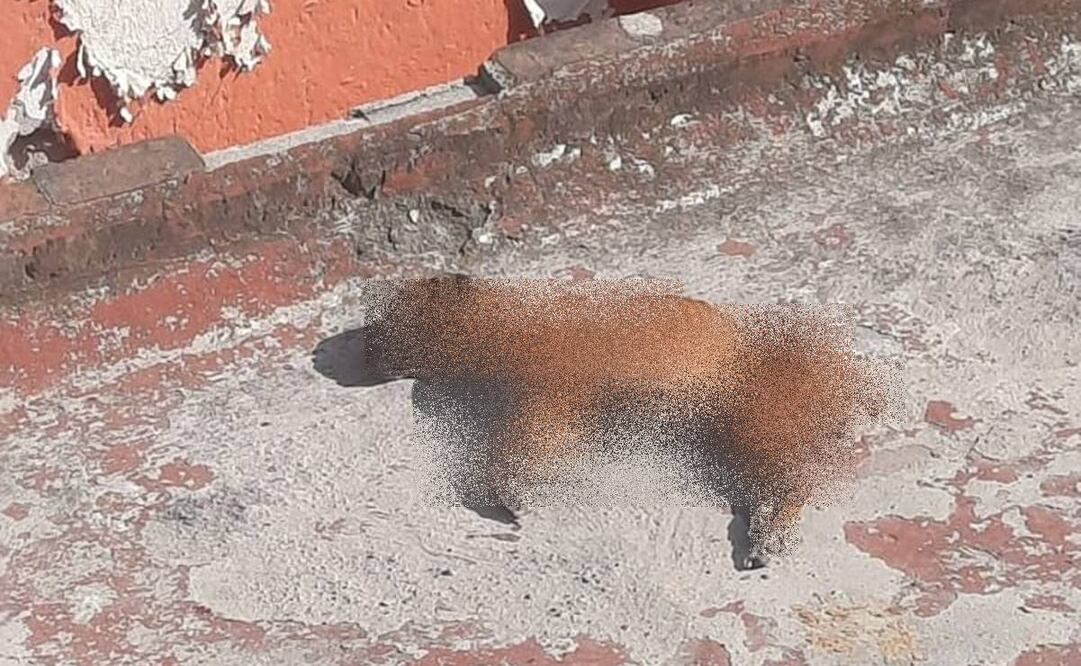 Lomito en los huesos: Piden ayuda para rescatar a perrita maltratada en Buenavista, alcaldía Cuauhtémoc. Foto: Tomada de @JazzAngelical