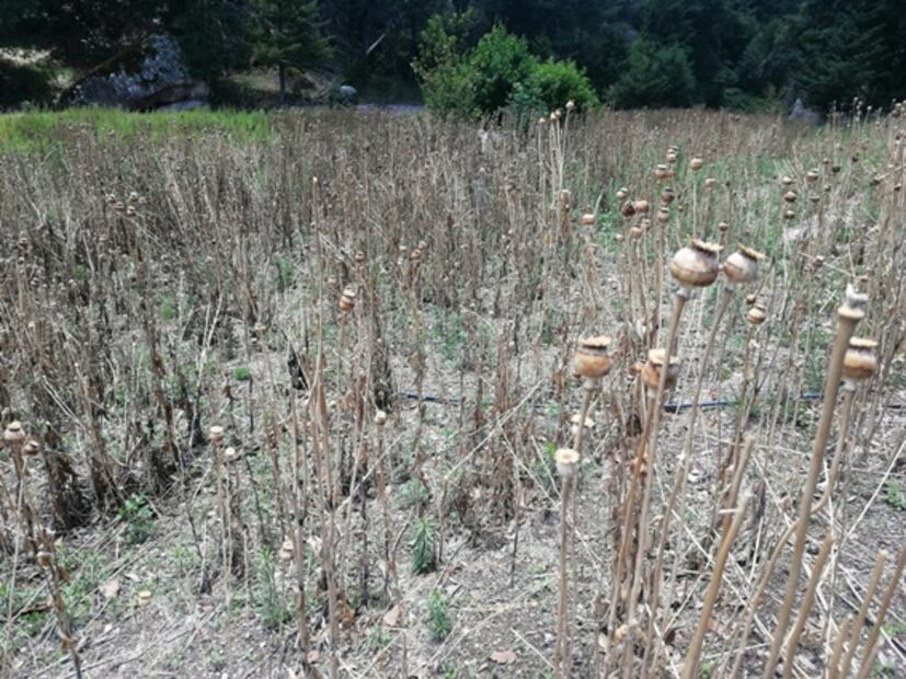 Captan en video rescate de 21 hombres en Chihuahua; eran obligados a sembrar droga