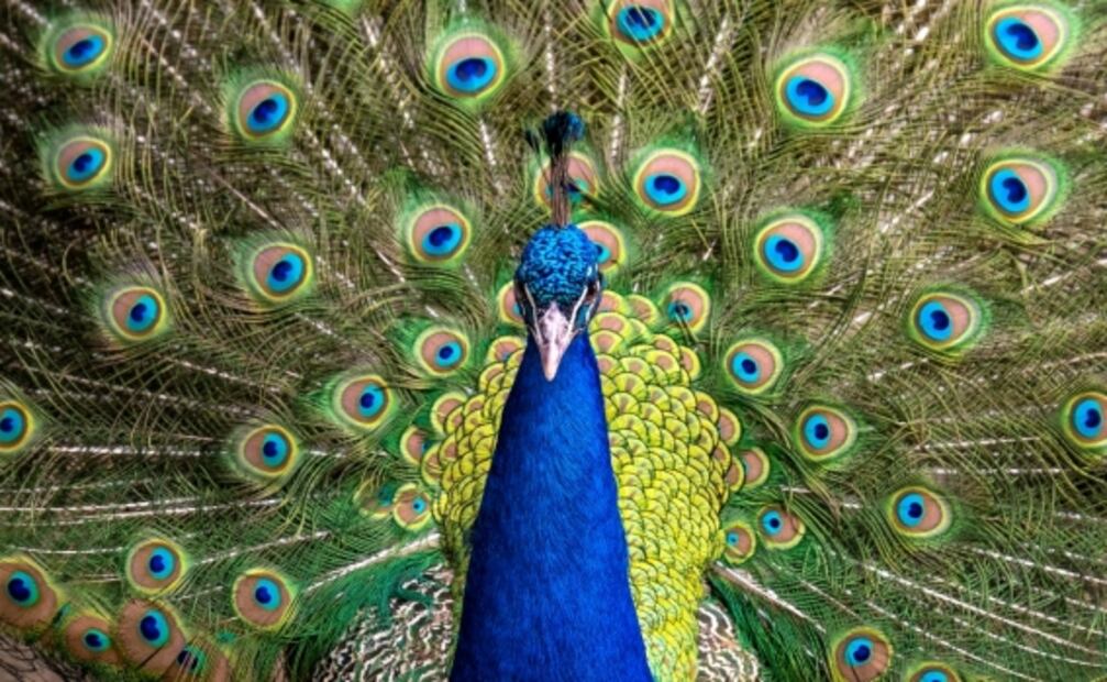 Aerolíneas de EU podrían impedir que animales de apoyo emocional vuelen en cabina