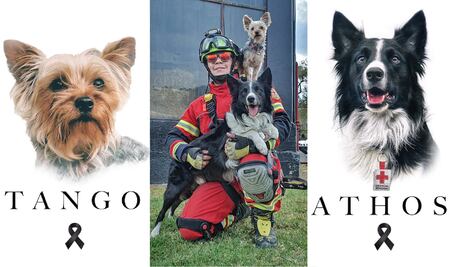 SCJN avala imponer pena mayor a sujeto que envenenó a “Athos” y “Tango”; por crueldad contra perros rescatistas