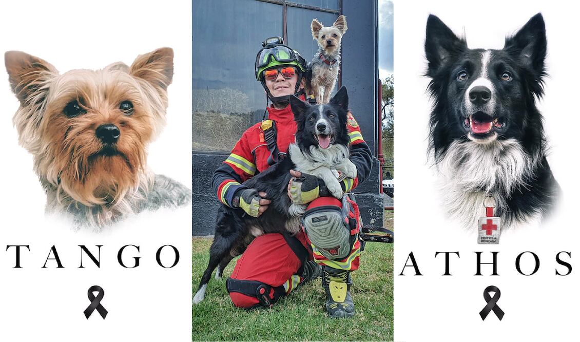 Asesinan a perros rescatistas, Athos, Tango y Balam, con comida envenenada. Foto: Especial