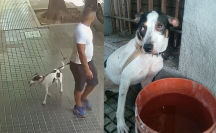 VIDEO: Saca a pasear a perrita y la abandona amarrada en una reja, vecinos la rescatan