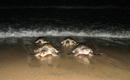 Arriban casi 5 mil ejemplares de tortuga golfina a Oaxaca