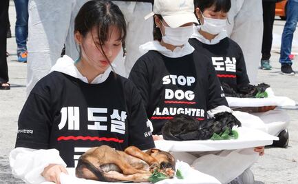 ¿Qué países del mundo todavía comen carne de perro?