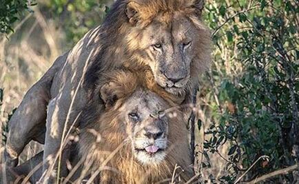 Comportamiento homosexual entre animales. ¿A qué se debe?