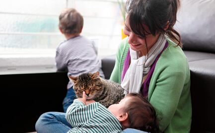 La mejor forma de alimentar a tu gato, según veterinarios