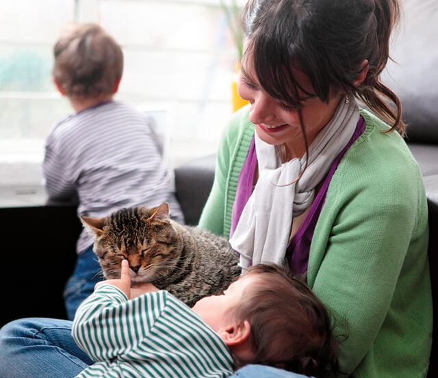 La mejor forma de alimentar a tu gato, según veterinarios