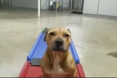 Sacrifican a Max, el pitbull “extraditado” por la muerte de un niño en Saltillo