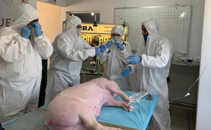 Avalan máquina respiratoria probada en un cerdo para auxiliar a pacientes con Covid-19
