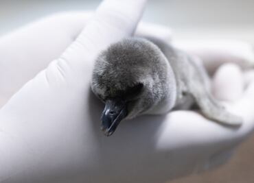 Nace pingüino de Humboldt en Aquarium del Puerto de Veracruz; invitan a seguir su crecimiento
