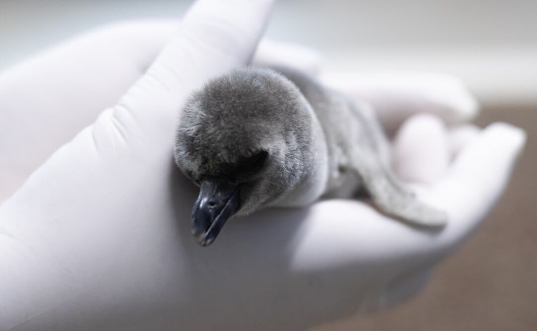 Nace pingüino de Humboldt en Aquarium del Puerto de Veracruz (23/03/2025). Foto: Especial