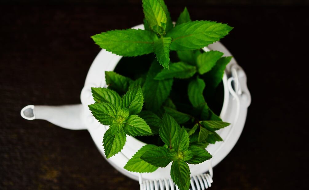 Infusión de lavanda y menta. Foto: Pixabay / Pexels