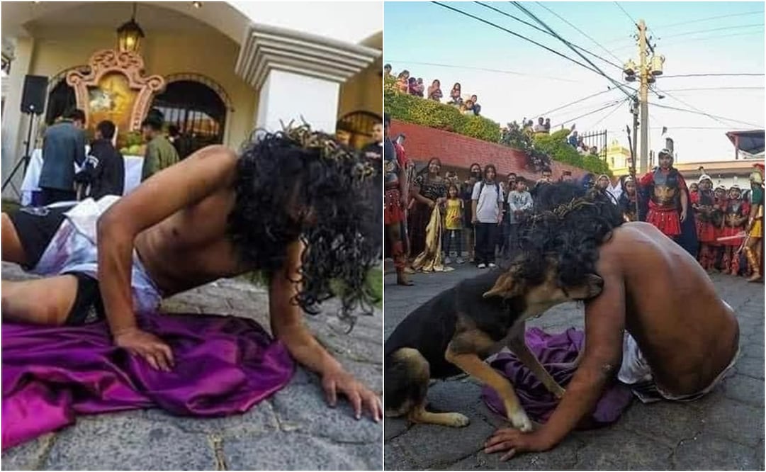 El lomito interrumpe Viacrucis se está robando el corazón de todo el internet. Foto: X