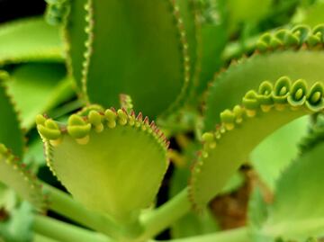 ¿Previene el cáncer? Descubre los beneficios del kalanchoe medicinal