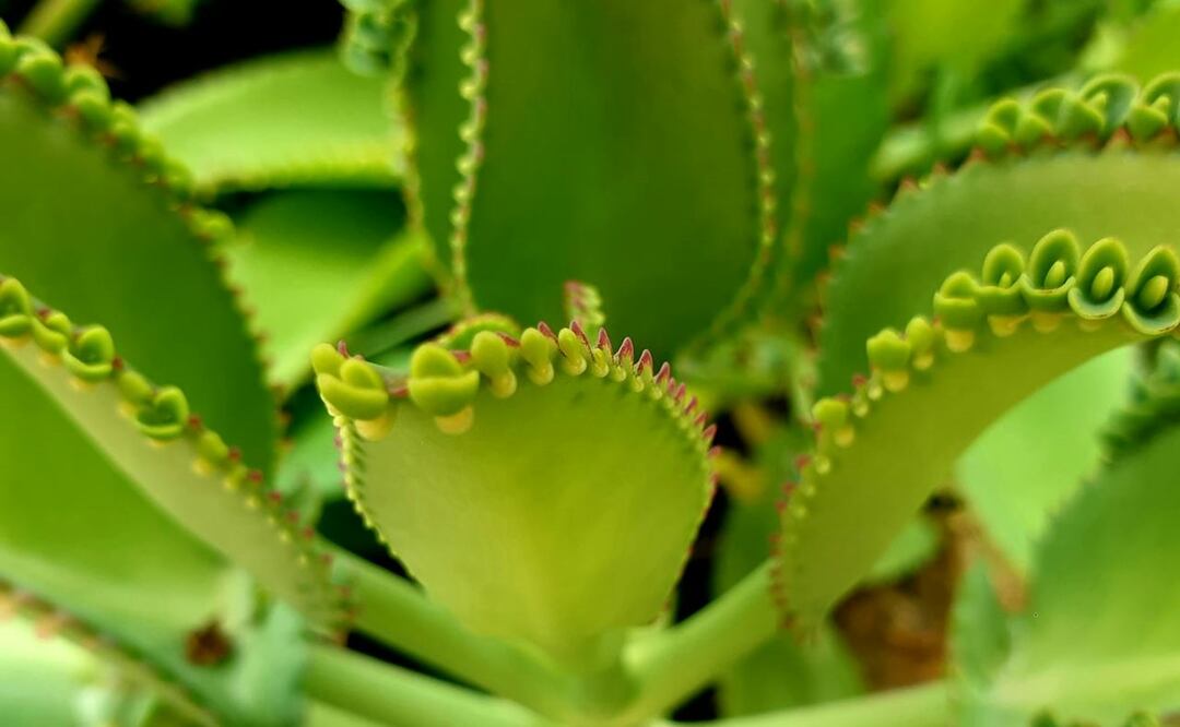 Beneficios del Kalanchoe. Foto: Pexels