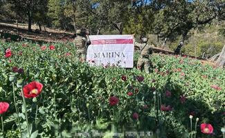 Semar localiza y erradica 34 plantíos de amapola en Nayarit; destruye un millón 962 mil plantas