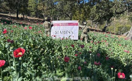 Semar localiza y erradica 34 plantíos de amapola en Nayarit; destruye un millón 962 mil plantas