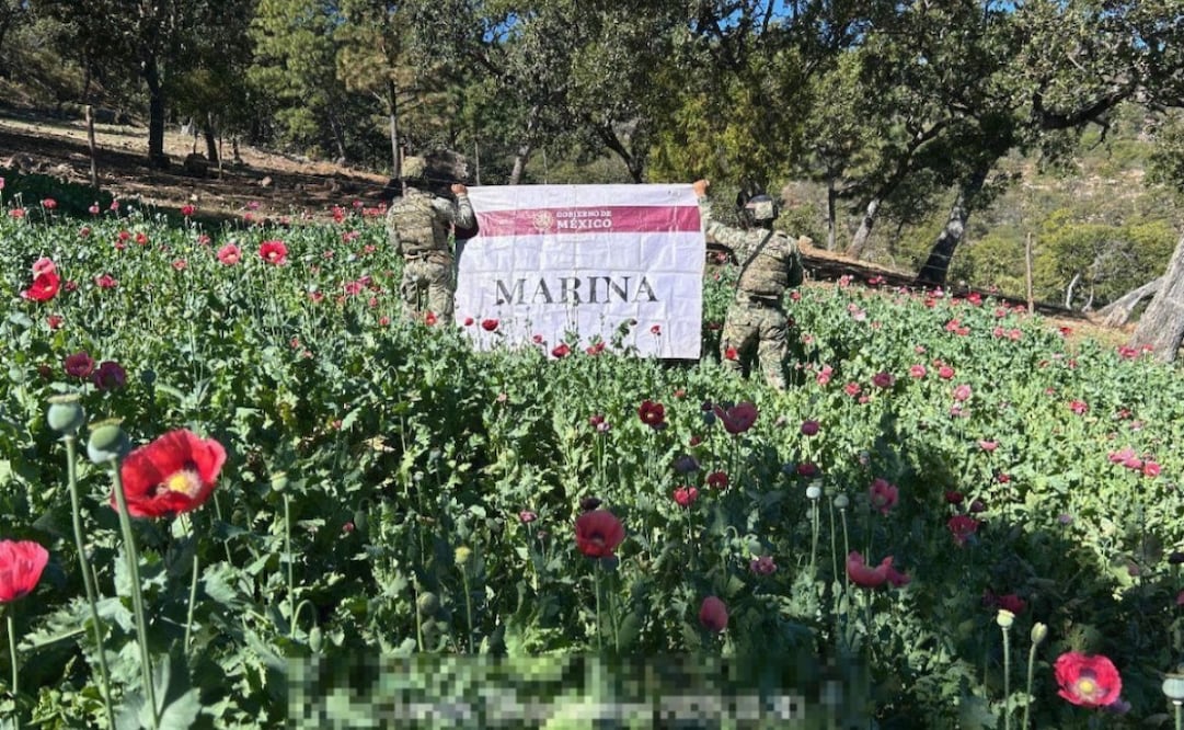 Plantíos de amapola en Nayarit. Foto: especial