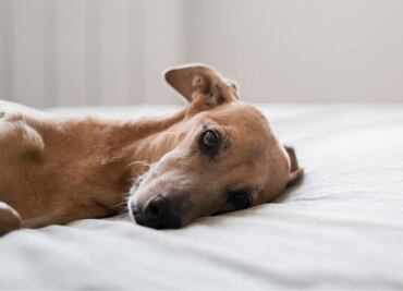 Estas son las mejores mantas refrescantes para perros, según veterinaria