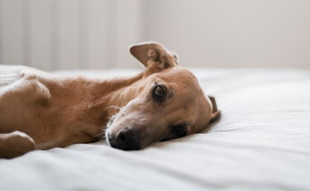 Mantas para perros. Fuente: Freepik