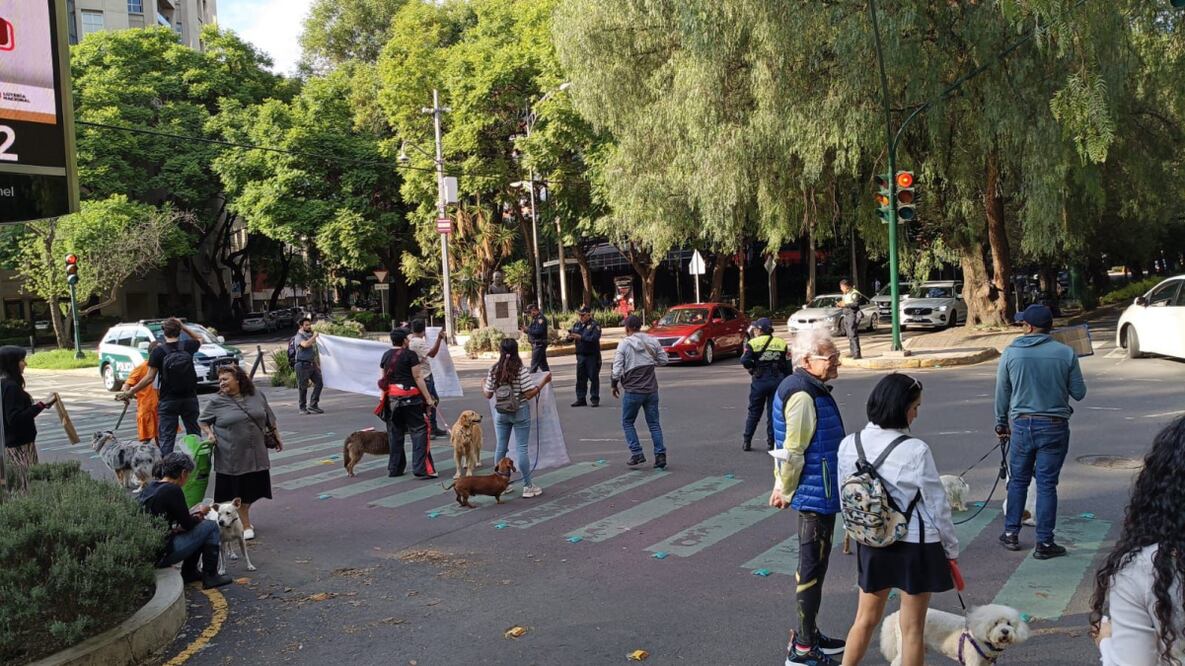 Perritos bloquean avenida Rubén Darío en la colonia Polanco. Foto: Especiales
