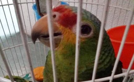 Aseguran 2 loros cachetes amarillos