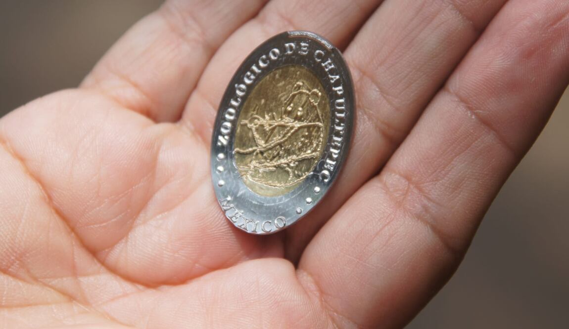 Como parte de la celebración de los 101 años de este importante espacio de la CDMX, se colocaron dos máquinas impresoras de monedas de un peso con la imagen de distintas especies. (Foto: especial)