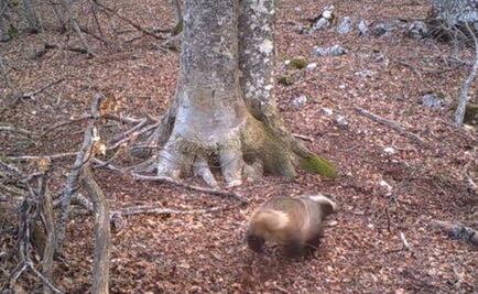 Mira el timelapse de la vida de un árbol silvestre durante 365 días