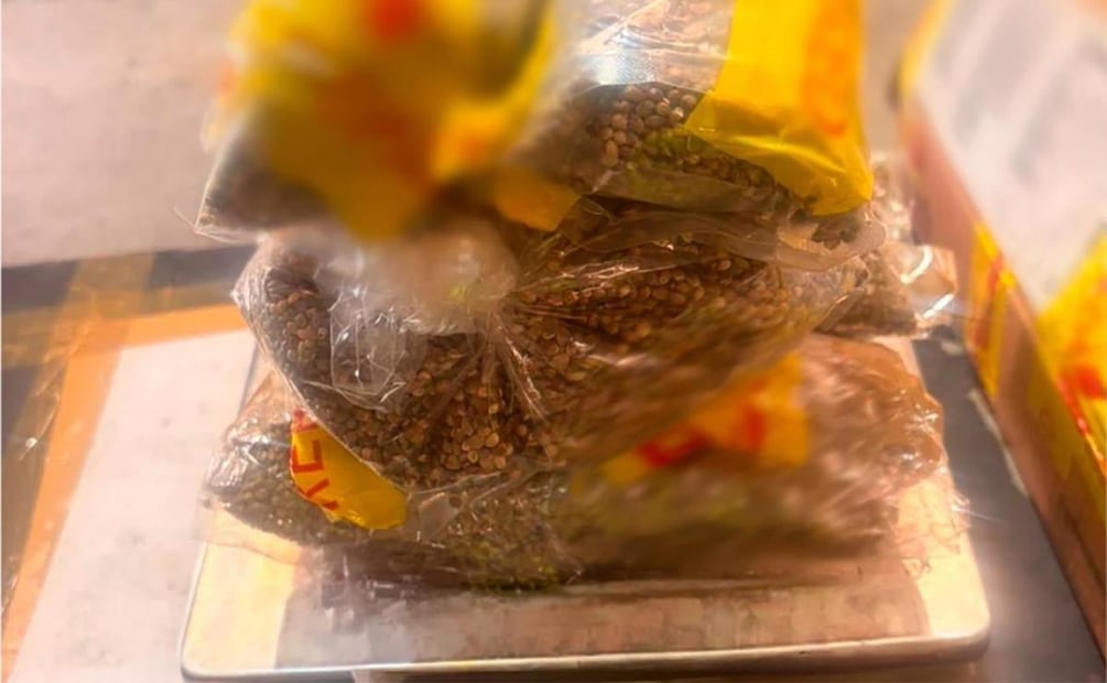 Decomisan en aduana de Guadalajara 2.5 kilos de semillas con cannabis (09/07/2026). Foto: Especial