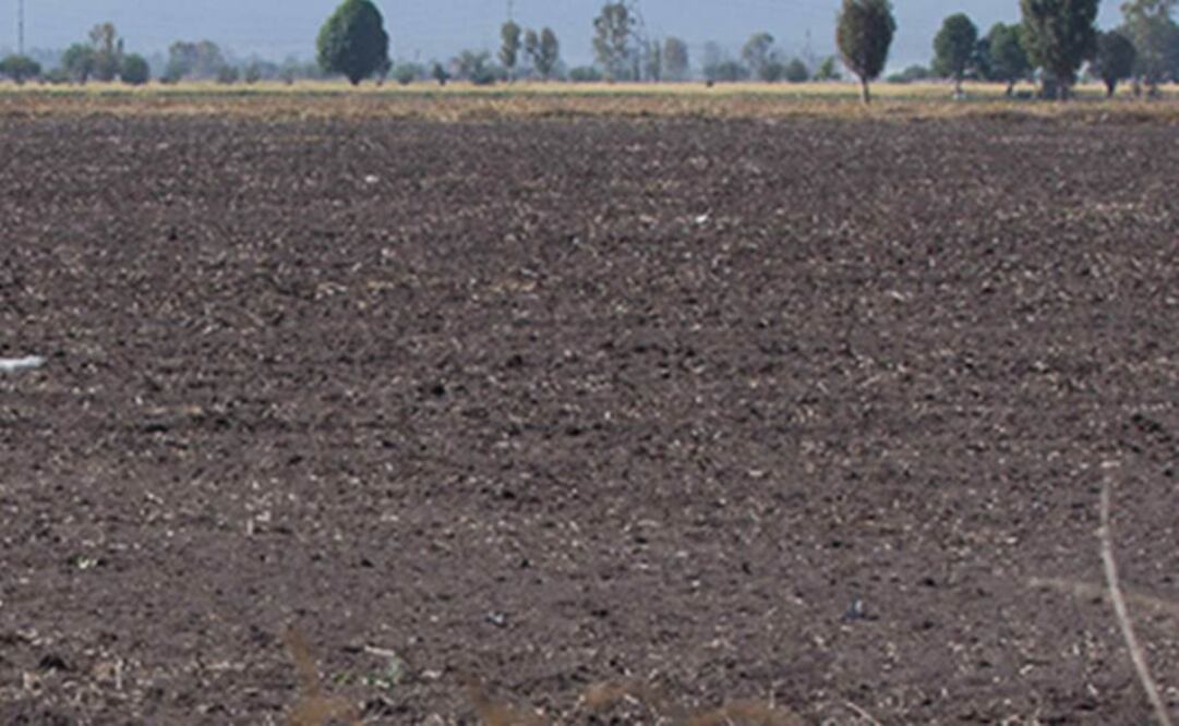 Cambio climático puede cambiar la reproducción de algunos animales