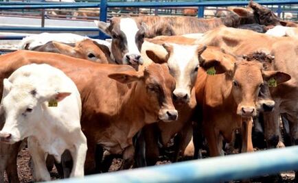 Jalisco abre mercados a alimentos pecuarios gracias a sanidad animal